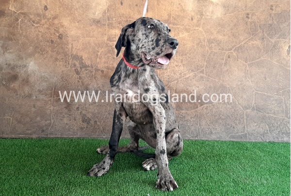 ---greatdane-59__3