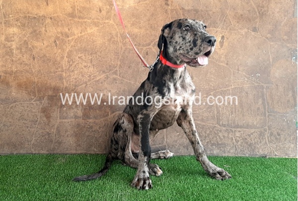 ---greatdane-59__4
