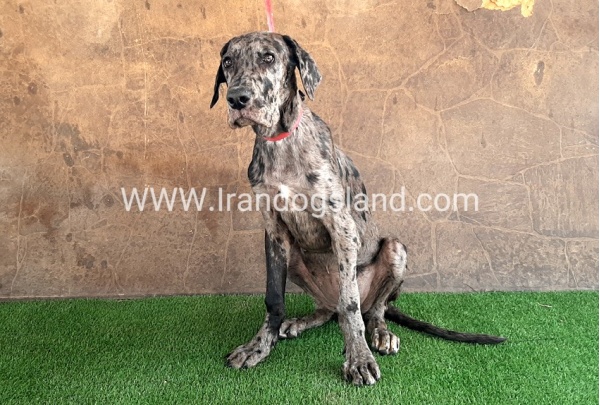 ---greatdane-59__5