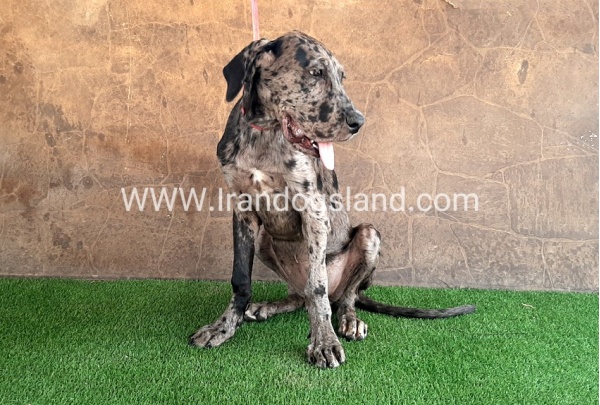 ---greatdane-59__6