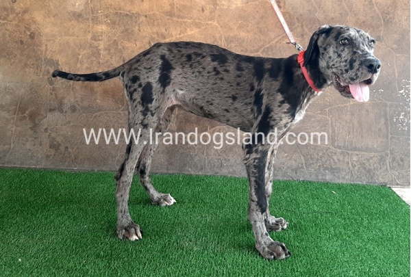 ---greatdane-59__7