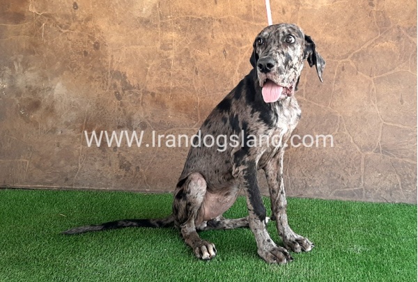 ---greatdane-59__8