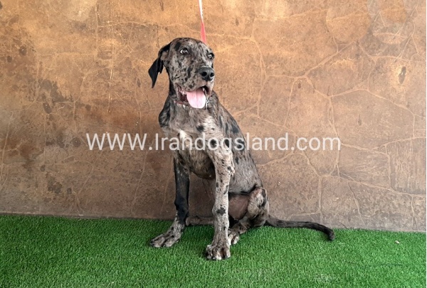 ---greatdane-59__9