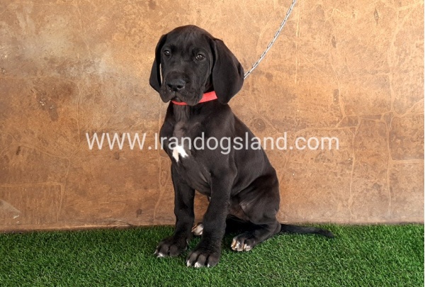 ---greatdane-60_1
