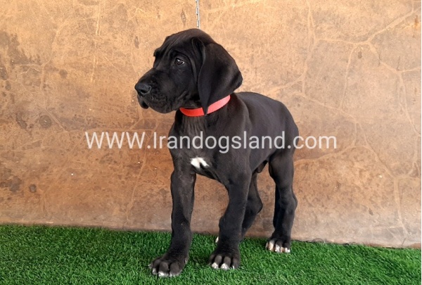 ---greatdane-60_10