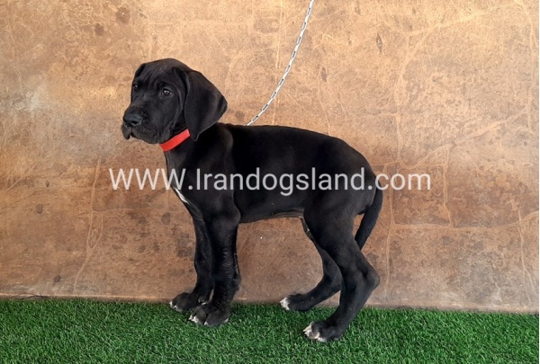 ---greatdane-60_11