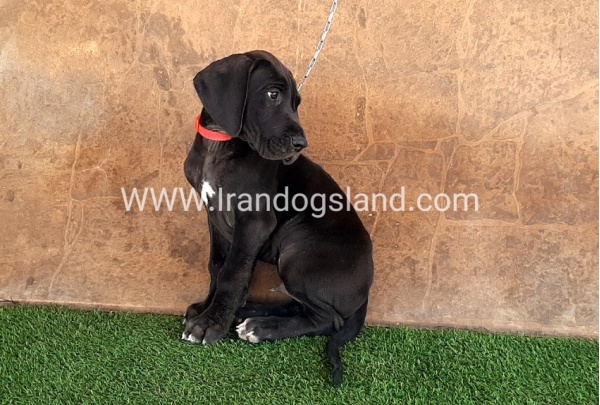 ---greatdane-60_12