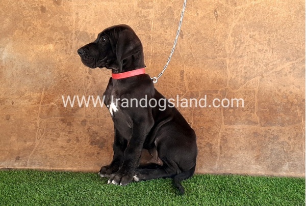 ---greatdane-60_13