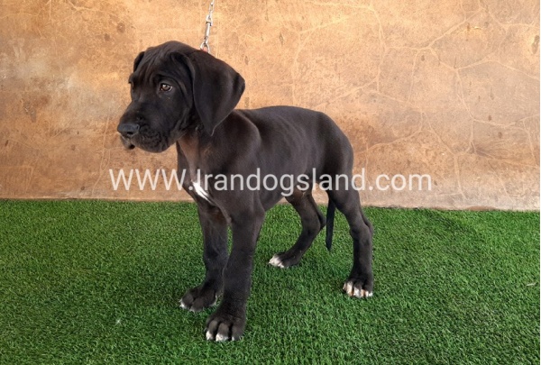 ---greatdane-60_14
