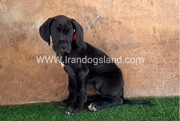 ---greatdane-60_2