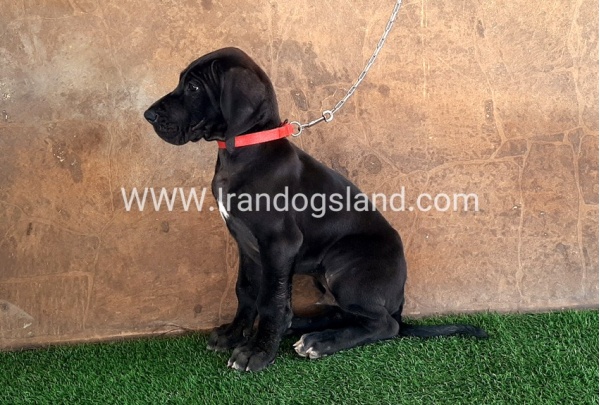 ---greatdane-60_3