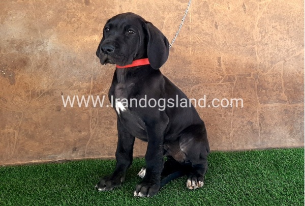 ---greatdane-60_4