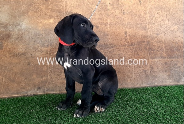 ---greatdane-60_5