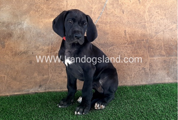 ---greatdane-60_6
