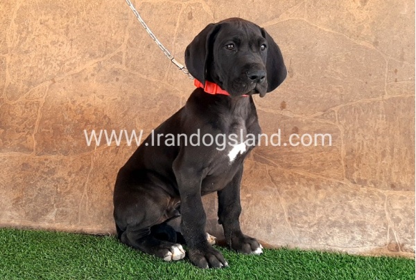 ---greatdane-60_7