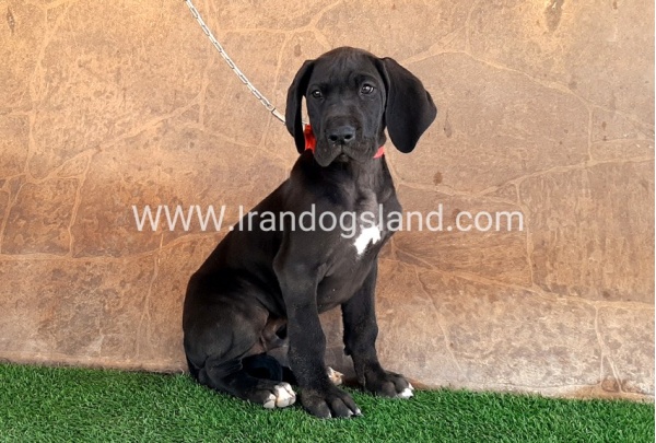 ---greatdane-60_8