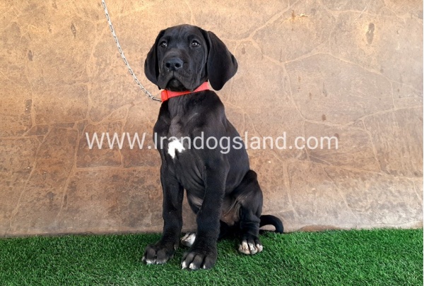 ---greatdane-60_9