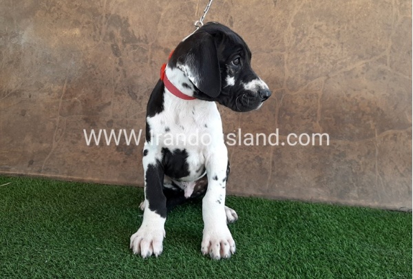 ---greatdane-63_1
