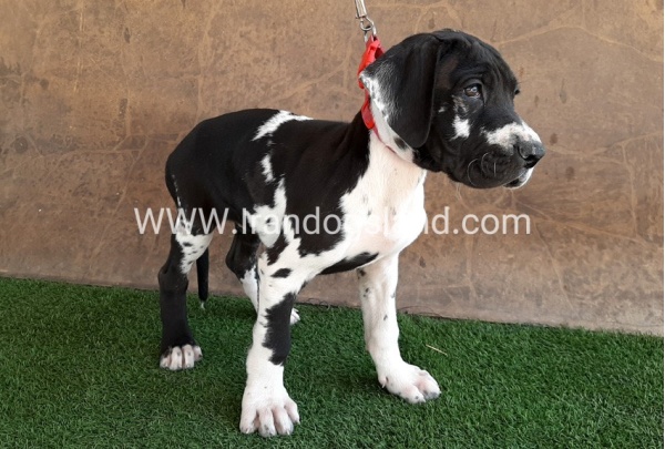 ---greatdane-63_10