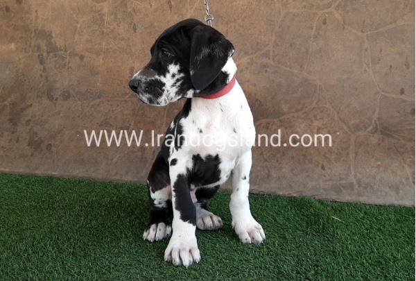 ---greatdane-63_11