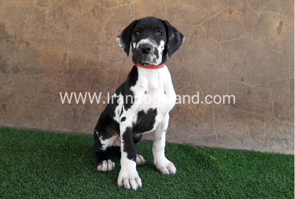 ---greatdane-63_12