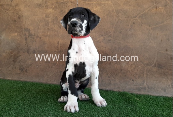 ---greatdane-63_13