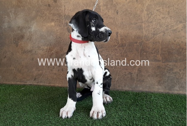 ---greatdane-63_2