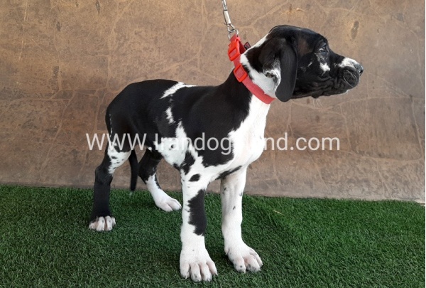 ---greatdane-63_3