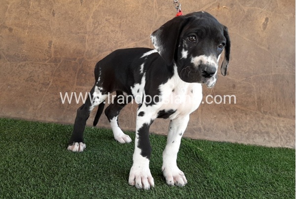 ---greatdane-63_4