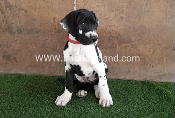 ---greatdane-63_5
