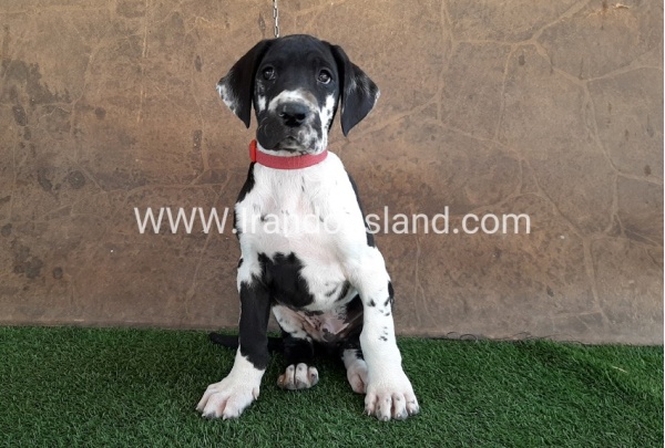 ---greatdane-63_6