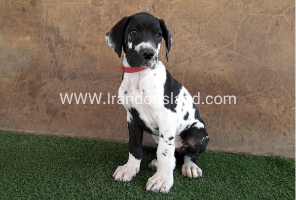 ---greatdane-63_7