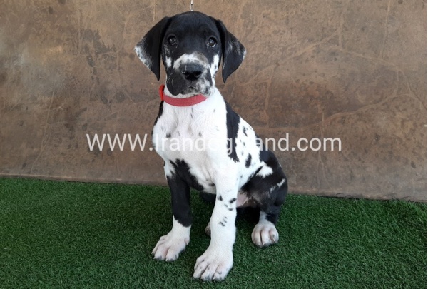---greatdane-63_8