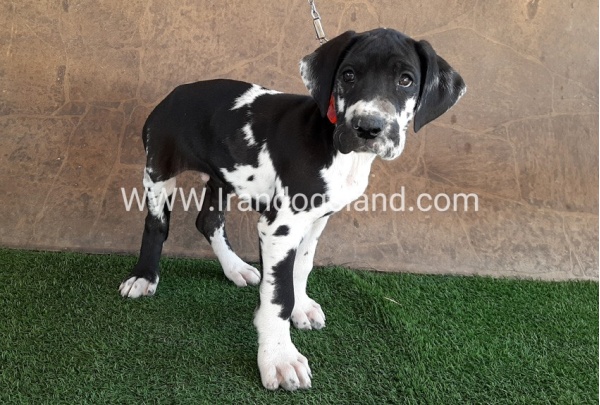 ---greatdane-63_9