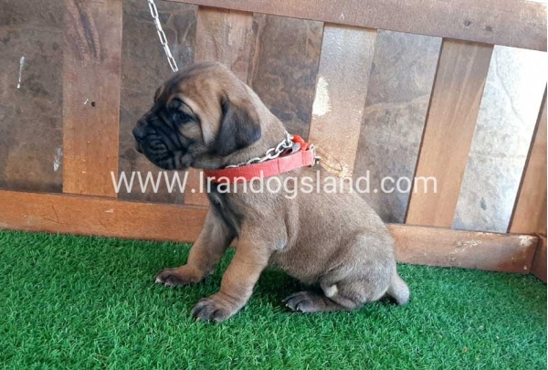 ---greatdane-65_1
