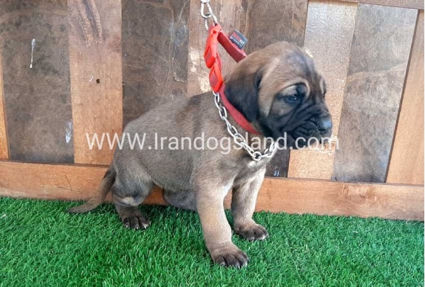 ---greatdane-65_10