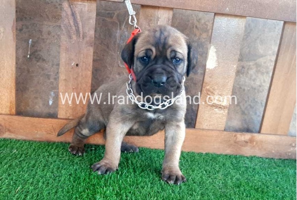 ---greatdane-65_11