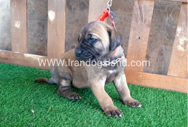 ---greatdane-65_2
