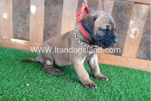 ---greatdane-65_3