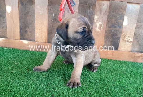 ---greatdane-65_6