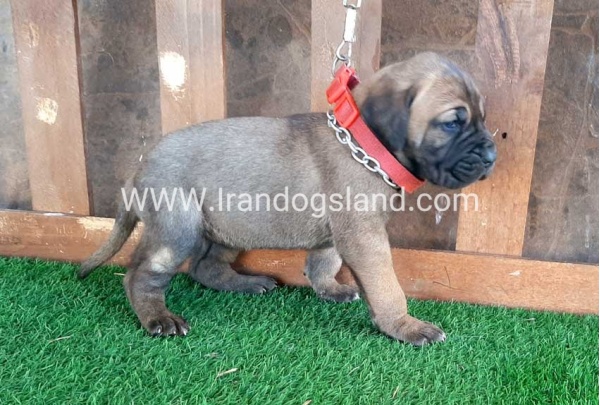 ---greatdane-65_8