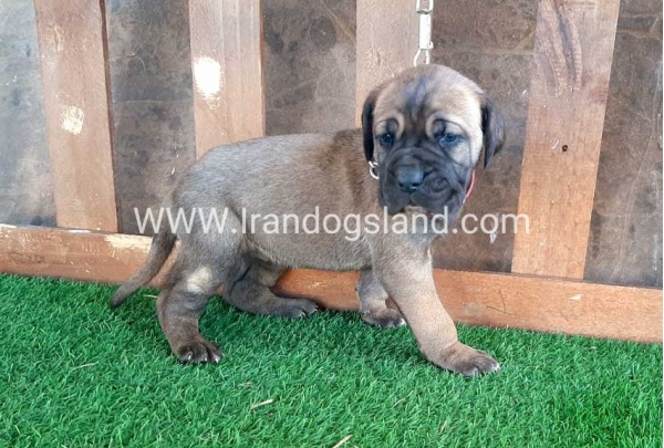 ---greatdane-65_9