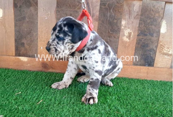 ---greatdane-66_1