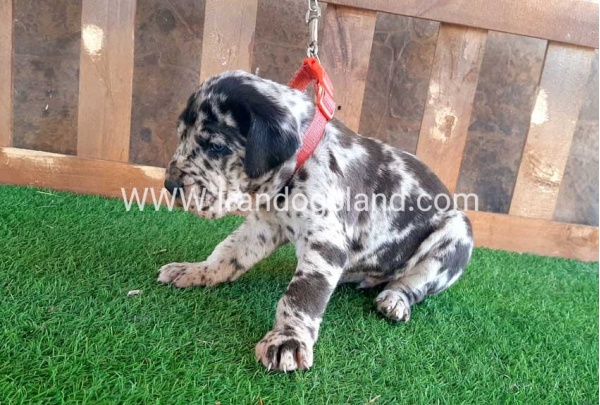 ---greatdane-66_2