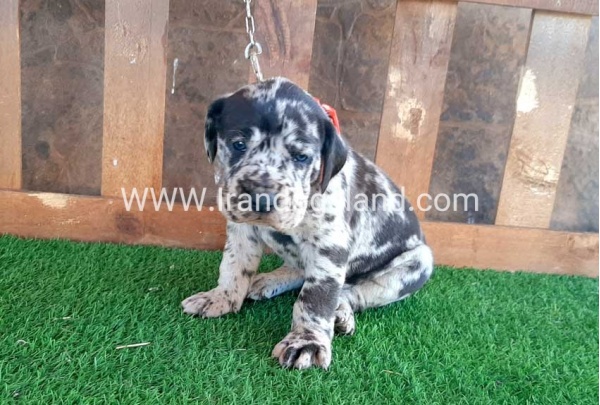 ---greatdane-66_3