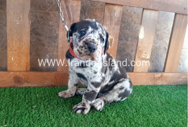 ---greatdane-66_4