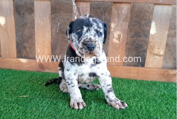 ---greatdane-66_5