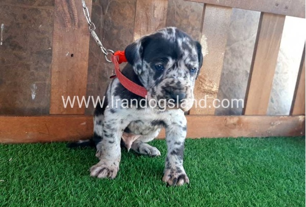 ---greatdane-66_6
