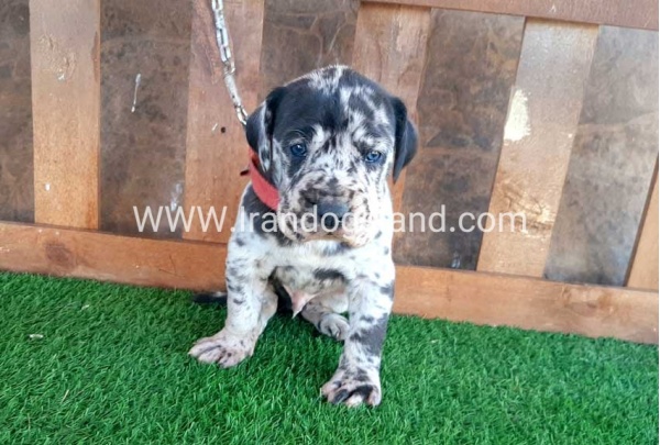 ---greatdane-66_7