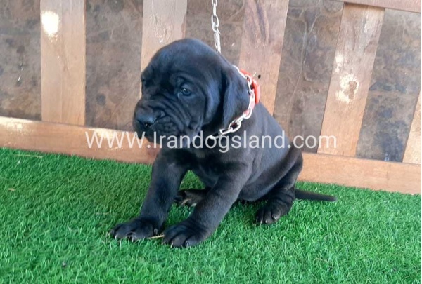 ---greatdane-67_1